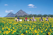 Capella Sunflower Fields 