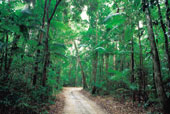 Forest Walk
