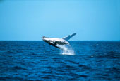 Whale Watch