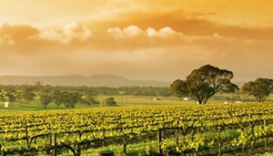 Queensland Wine thumbnail