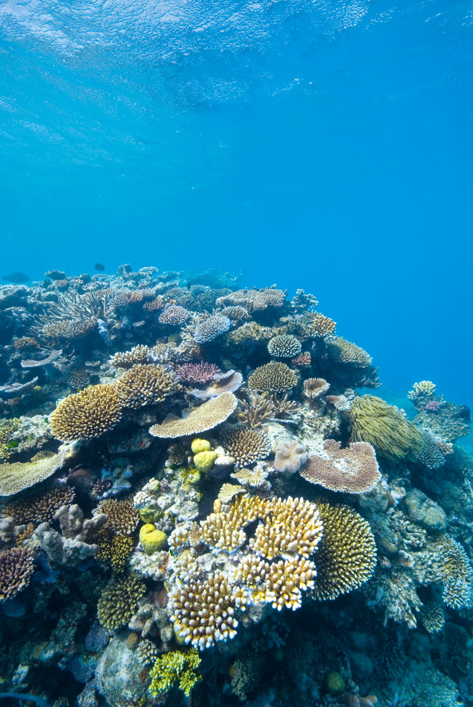 Great Barrier Reef - Queensland Australia