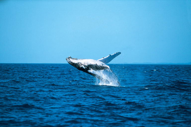 Fraser Island Whale Watching