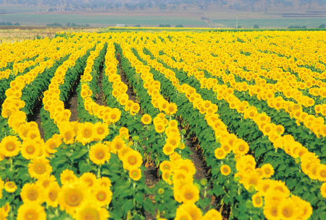 Cambooya Sunflowers