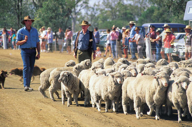Sheep at the Jondaryan Wooldshed Sheep at the Jondaryan Wooldshed