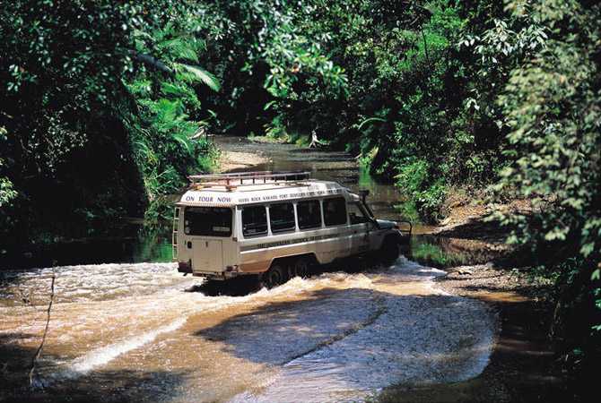 Daintree Rainforest